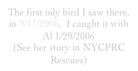 The first oily bird I saw there, in 9/11/2006,  I caught it with Al 1/29/2006
(See her story in NYCPRC Rescues)