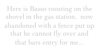 Here is Basso roosting on the shovel in the gas station,  now abandoned with a fence put up that he cannot fly over and that bars entry for me...