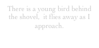 There is a young bird behind the shovel,  it flies away as I approach.