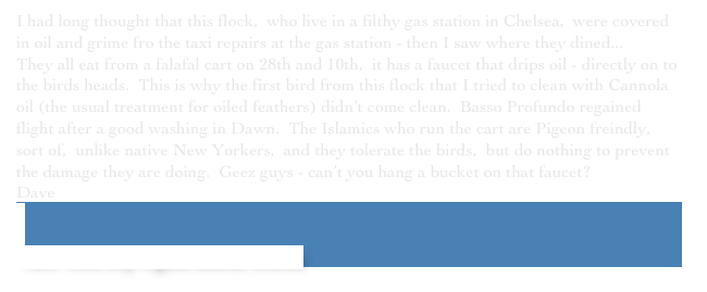 I had long thought that this flock,  who live in a filthy gas station in Chelsea,  were covered in oil and grime fro the taxi repairs at the gas station - then I saw where they dined...
They all eat from a falafal cart on 28th and 10th,  it has a faucet that drips oil - directly on to the birds heads.  This is why the first bird from this flock that I tried to clean with Cannola oil (the usual treatment for oiled feathers) didn’t come clean.  Basso Profundo regained flight after a good washing in Dawn.  The Islamics who run the cart are Pigeon freindly,  sort of,  unlike native New Yorkers,  and they tolerate the birds,  but do nothing to prevent the damage they are doing.  Geez guys - can’t you hang a bucket on that faucet?￼
Dave


 New York City Pigeon Rescue Central