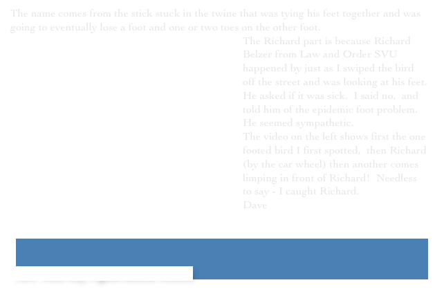 The name comes from the stick stuck in the twine that was tying his feet together and was going to eventually lose a foot and one or two toes on the other foot.  ￼
The Richard part is because Richard Belzer from Law and Order SVU happened by just as I swiped the bird off the street and was looking at his feet.  He asked if it was sick,  I said no,  and told him of the epidemic foot problem.  He seemed sympathetic.
The video on the left shows first the one footed bird I first spotted,  then Richard (by the car wheel) then another comes limping in front of Richard!  Needless to say - I caught Richard.
Dave

￼


 New York City Pigeon Rescue Central