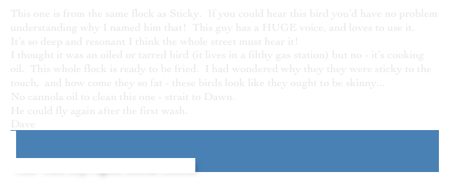 This one is from the same flock as Sticky.  If you could hear this bird you’d have no problem understanding why I named him that!  This guy has a HUGE voice, and loves to use it.
It’s so deep and resonant I think the whole street must hear it!
I thought it was an oiled or tarred bird (it lives in a filthy gas station) but no - it’s cooking oil.  This whole flock is ready to be fried.  I had wondered why they they were sticky to the touch,  and how come they so fat - these birds look like they ought to be skinny...
No cannola oil to clean this one - strait to Dawn.
He could fly again after the first wash.
￼Dave


 New York City Pigeon Rescue Central
