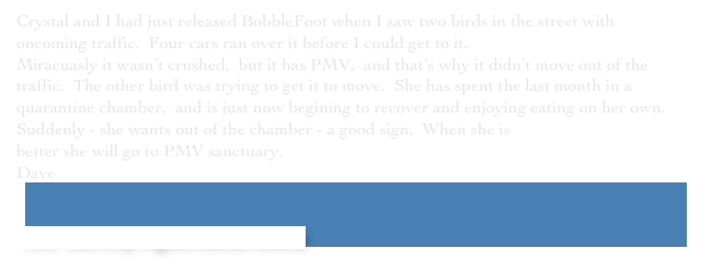 Crystal and I had just released BobbleFoot when I saw two birds in the street with oncoming traffic.  Four cars ran over it before I could get to it.
Miracuasly it wasn’t crushed,  but it has PMV,  and that’s why it didn’t move out of the traffic.  The other bird was trying to get it to move.  She has spent the last month in a quarantine chamber,  and is just now begining to recover and enjoying eating on her own.
Suddenly - she wants out of the chamber - a good sign.￼  When she is better she will go to PMV sanctuary.
Dave


 New York City Pigeon Rescue Central