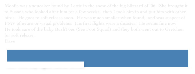 Moofie was a squeaker found by Lettie in the snow of the big blizzard of ’06.  She brought it to Susana who looked after him for a few weeks,  then I took him in and put him with other birds.  He goes to soft release soon.  He was much smaller when found,  and was suspect of PMV of neuro or visual problems.  His first flights were a disaster.  He seems fine now.
He took care of the baby BushToes (See Foot Squad) and they both went out to Gretchen for soft release.
Dave
￼


 New York City Pigeon Rescue Central
