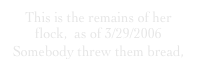 This is the remains of her flock,  as of 3/29/2006
Somebody threw them bread,  someone else threw bottles. bottles.
