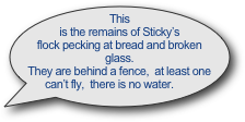 This is the remains of Sticky’s flock pecking at bread and broken glass.
They are behind a fence,  at least one can’t fly,  there is no water.