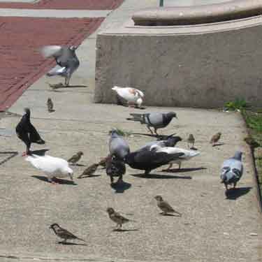 New York City Pigeon Rescue